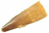 Fossil Spinosaurus Tooth - Real Dinosaur Tooth #297340-1